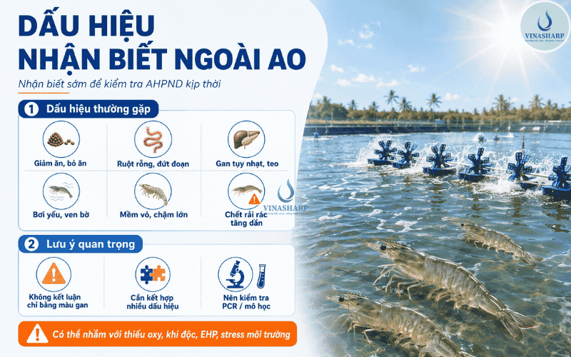Dấu Hiệu Nhận Biết Ngoài Ao