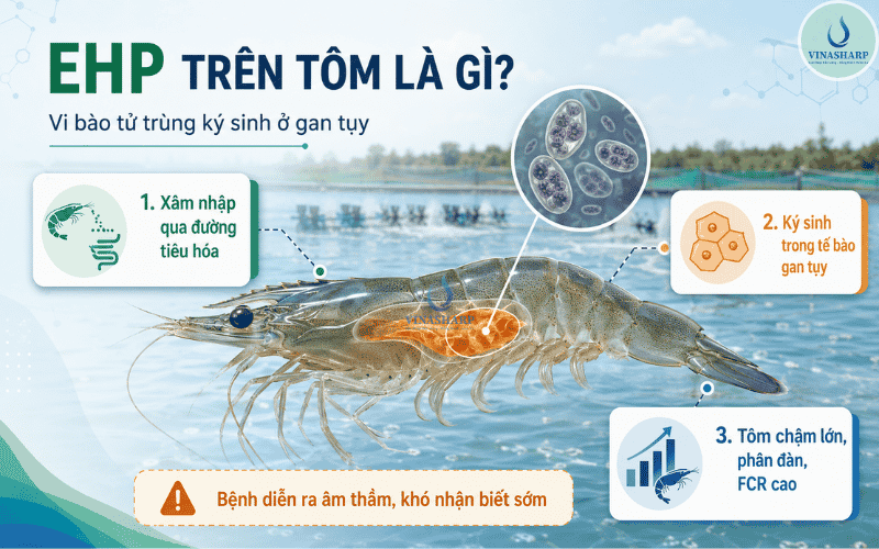 EHP trên tôm là gì?