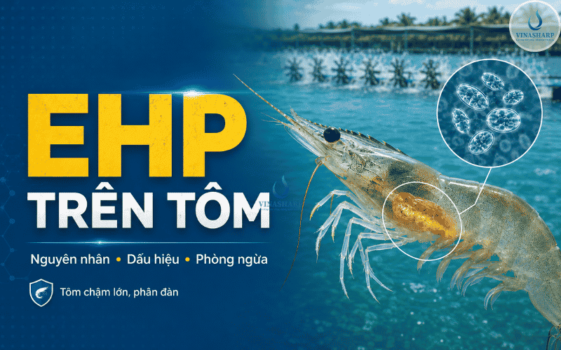 EHP trên tôm: Nguyên nhân, dấu hiệu và cách phòng ngừa