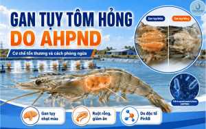 GAN TUỴ TÔM HỎNG DO AHPND: DẤU HIỆU VÀ PHÒNG NGỪA