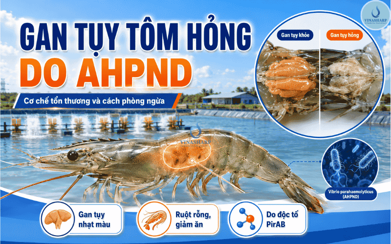 GAN TUỴ TÔM HỎNG DO AHPND: DẤU HIỆU VÀ PHÒNG NGỪA