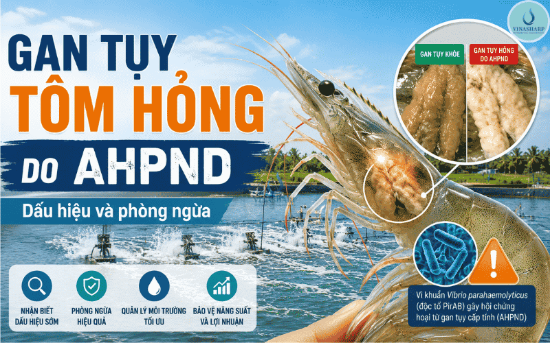 Gan Tuỵ Tôm Hỏng Do AHPND: Cơ Chế Tổn Thương Và Cách Phòng Ngừa