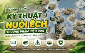 KỸ THUẬT NUÔI ẾCH THƯƠNG PHẨM CHO NGƯỜI MỚI BẮT ĐẦU