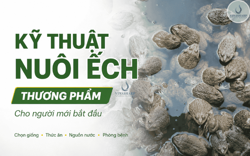 Kỹ thuật nuôi ếch thương phẩm cho người mới bắt đầu