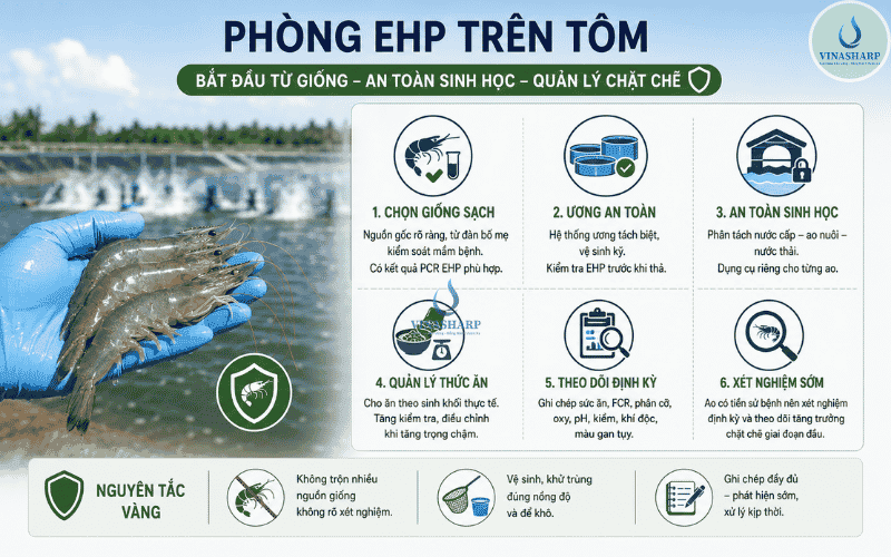 Phòng EHP trên tôm từ khâu chọn giống và an toàn sinh học