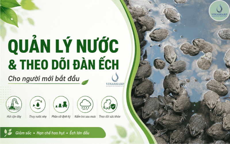 Quản lý và thay nước trong bể nuôi