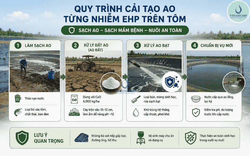 Quy trình cải tạo ao từng nhiễm EHP trên tôm