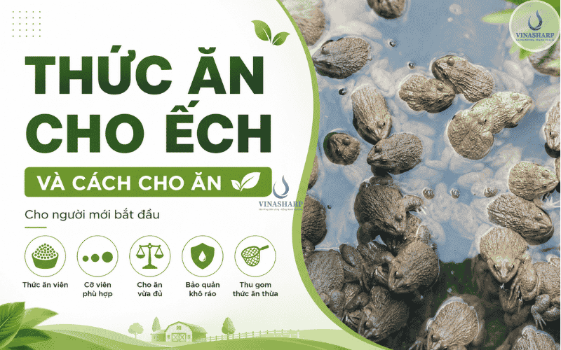 Thức ăn cho ếch thương phẩm