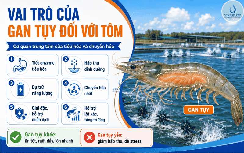 Vai Trò Của Gan Tụy Đối Với Tôm