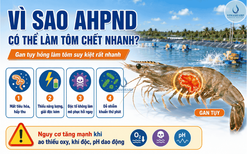 Vì Sao AHPND Có Thể Làm Tôm Chết Nhanh?