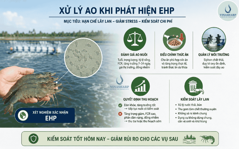 Xử lý ao đang nuôi khi phát hiện EHP