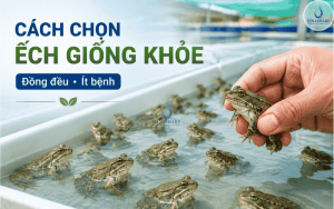 CÁCH CHỌN ẾCH GIỐNG KHỎE, ĐỒNG ĐỀU, ÍT BỆNH