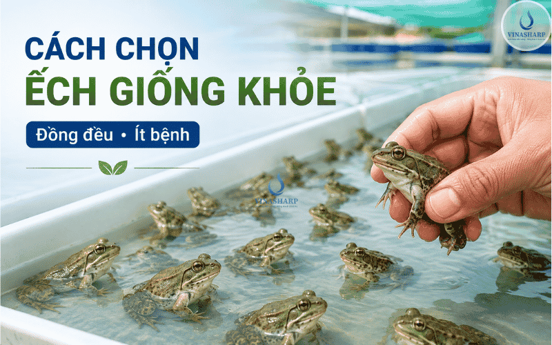 CÁCH CHỌN ẾCH GIỐNG KHỎE, ĐỒNG ĐỀU, ÍT BỆNH