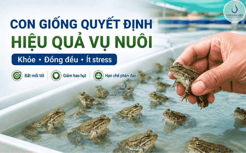 Vì sao con giống quyết định lớn đến hiệu quả vụ nuôi?
