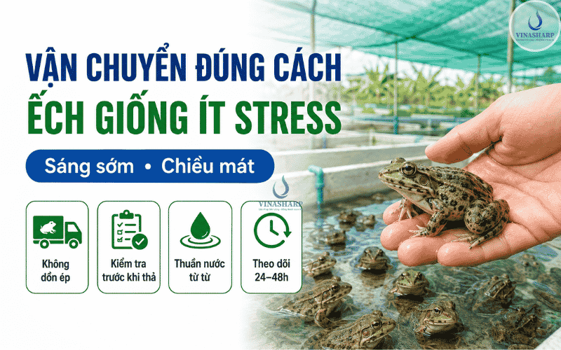 Vận chuyển đúng thời điểm để không làm yếu đàn giống