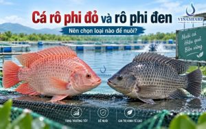 Cá rô phi đỏ và rô phi đen: Nên chọn loại nào để nuôi?
