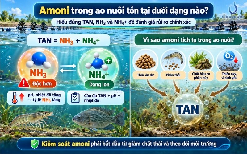 Amoni trong ao nuôi tồn tại dưới những dạng nào?