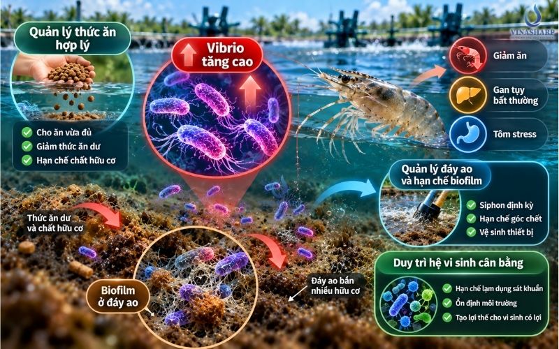 Không nên bỏ qua mật độ Vibrio