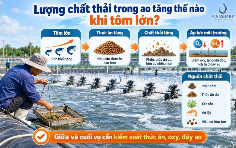 Lượng chất thải trong ao tăng thế nào khi tôm lớn?