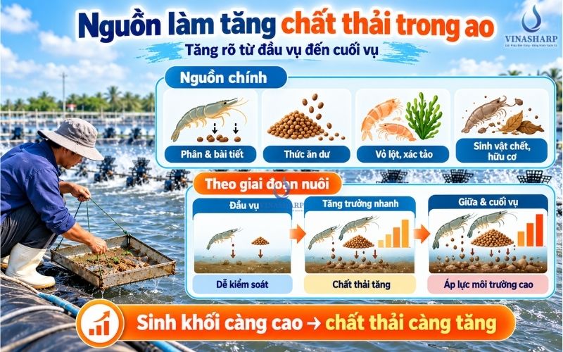 Những Nguồn Chính Làm Tăng Chất Thải Trong Ao Nuôi Tôm