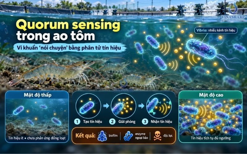 Quorum sensing là gì?