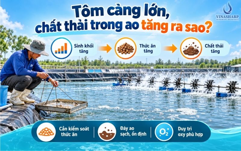 TÔM CÀNG LỚN, LƯỢNG CHẤT THẢI TRONG AO THAY ĐỔI NHƯ THẾ NÀO?